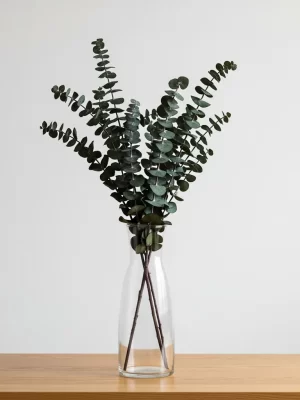 Whisk_fff29d6e06 şoklanmış okaliptus